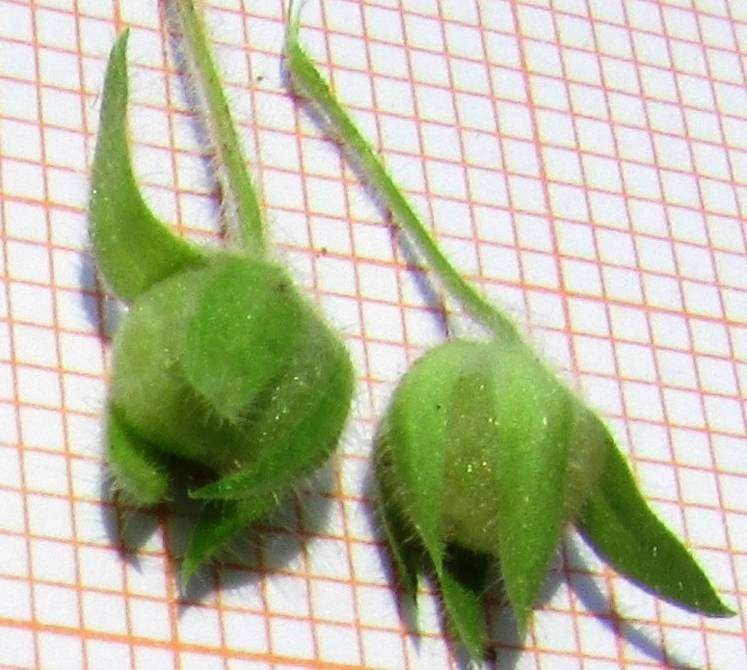 <i>Kickxia elatine</i> (L.) Dumort. subsp. <i>crinita</i> (Mabille) Greuter