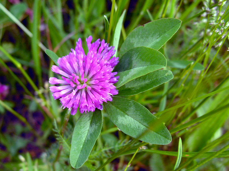 Trifolium-pratense-5.jpg