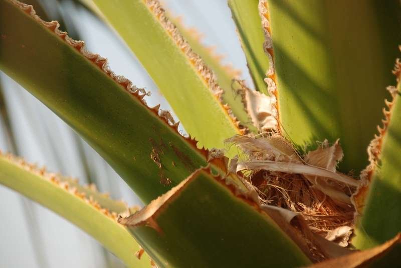 <i>Washingtonia filifera</i> (Gloner ex Kerch., Burv., Pynaert, Rodigas & Hull) de Bary