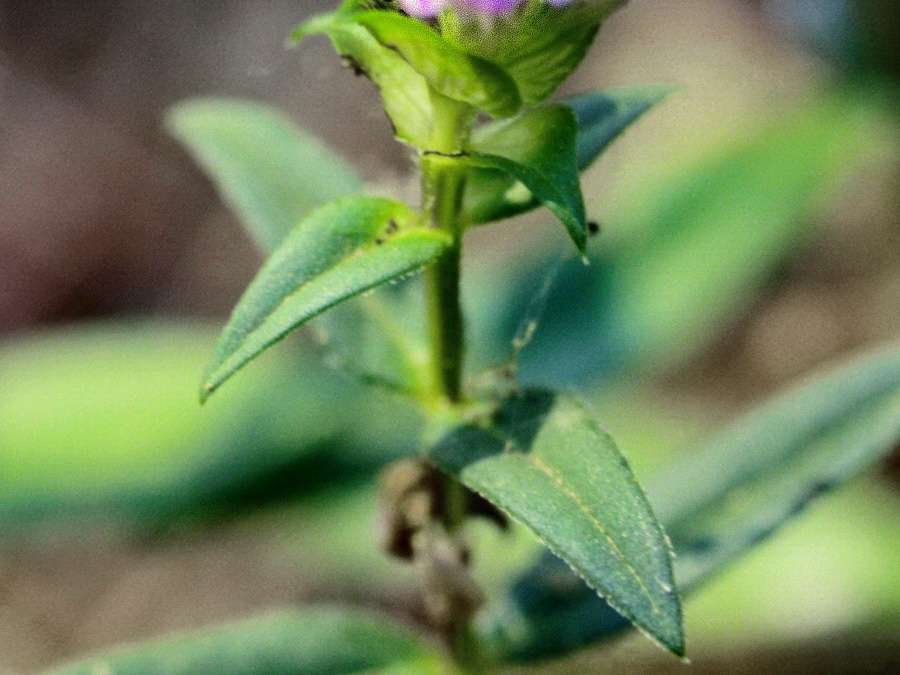 <i>Prunella hyssopifolia</i> L.