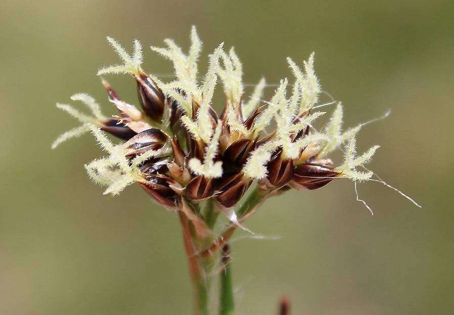 <i>Luzula campestris</i> (L.) DC. subsp. <i>campestris</i>