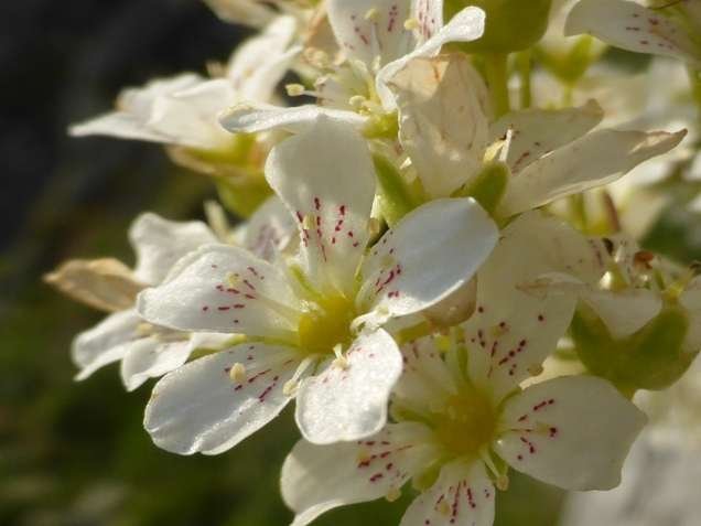<i>Saxifraga callosa</i> Sm. subsp. <i>callosa</i>