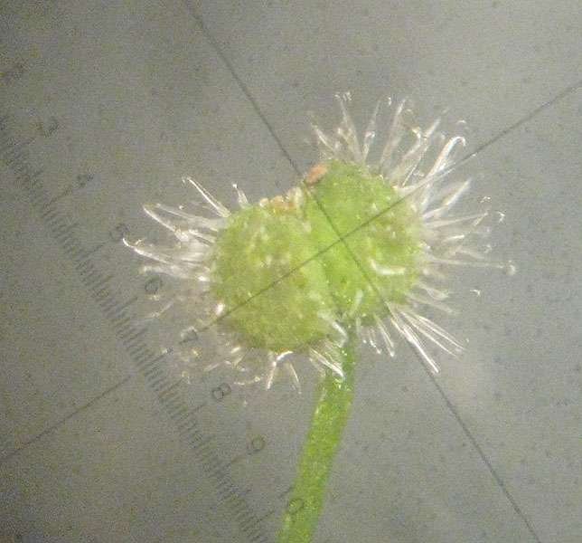 <i>Galium rotundifolium</i> L. subsp. <i>rotundifolium</i>