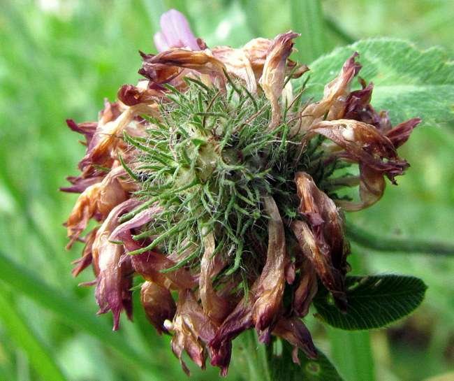 <i>Trifolium pratense</i> L.