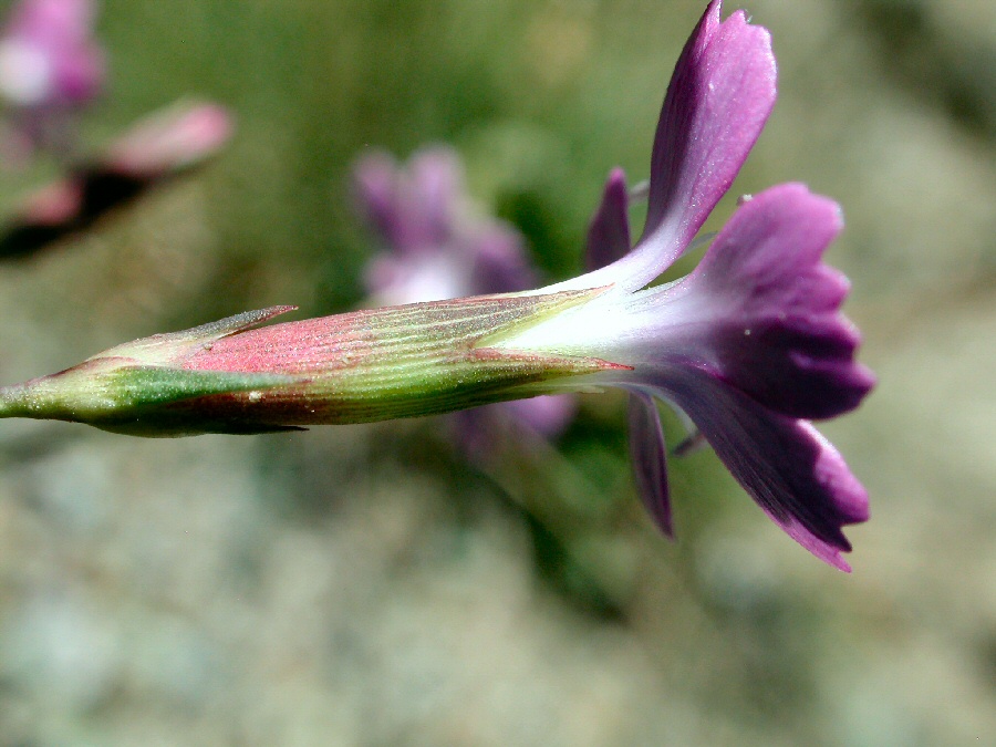 <i>Dianthus furcatus</i> Balb. subsp. <i>dissimilis</i> (Burnat) Pignatti