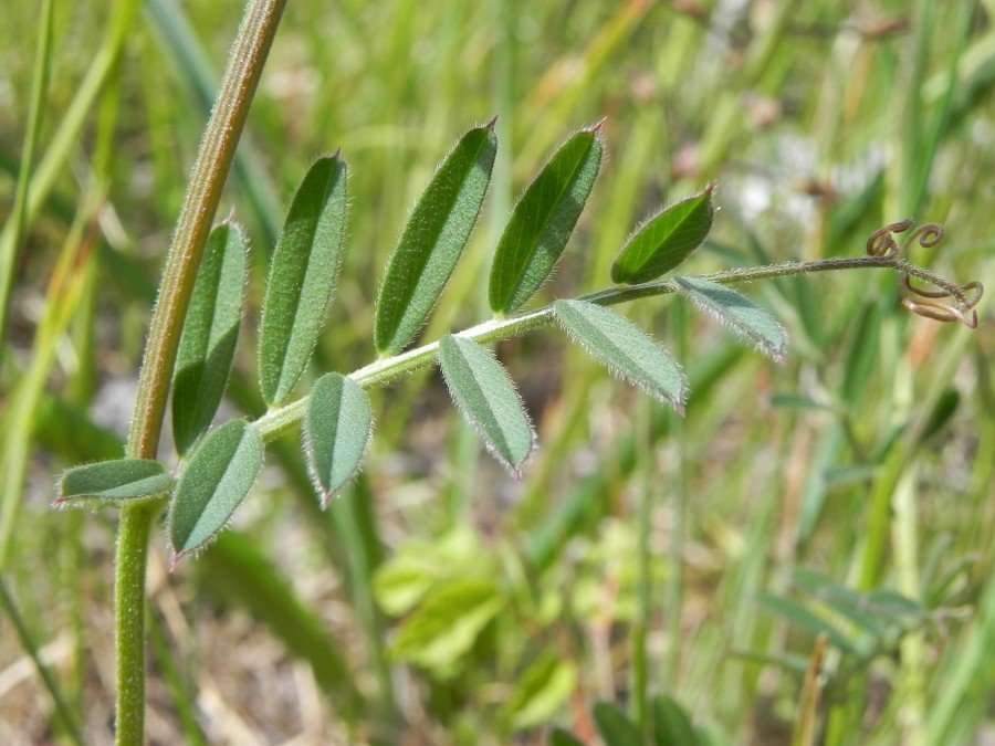 <i>Vicia angustifolia</i> L.
