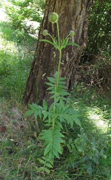 <i>Cephalaria alpina</i> (L.) Roem. & Schult.