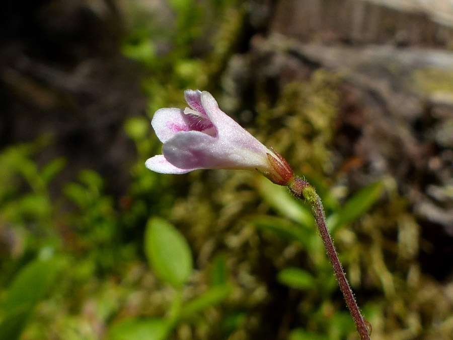 <i>Linnaea borealis</i> L.