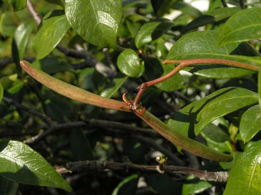 <i>Trachelospermum jasminoides</i> (Lindl.) Lem.