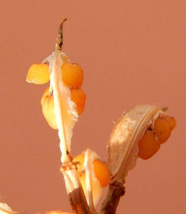 <i>Noccaea stylosa</i> (Ten.) Rchb.