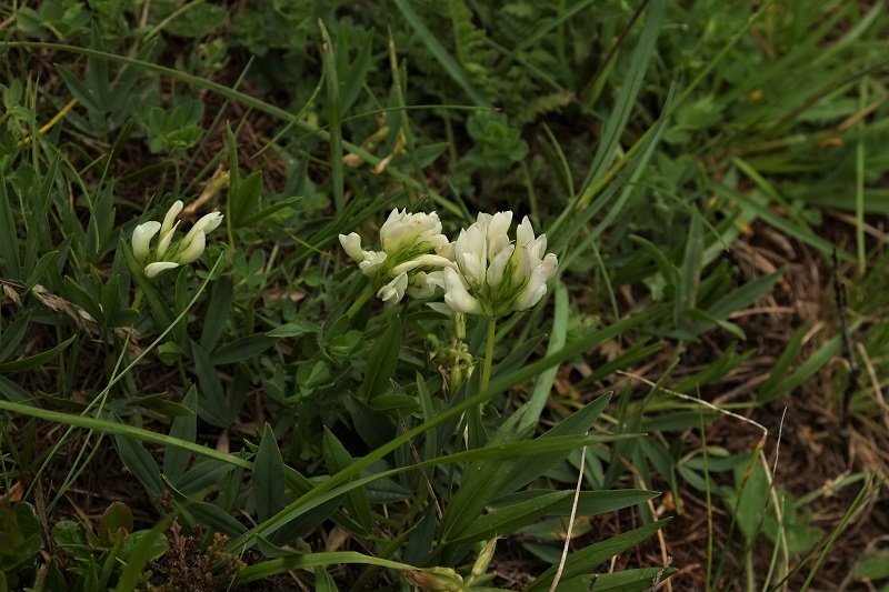 Trifolium Alpinum - variante albina.jpg