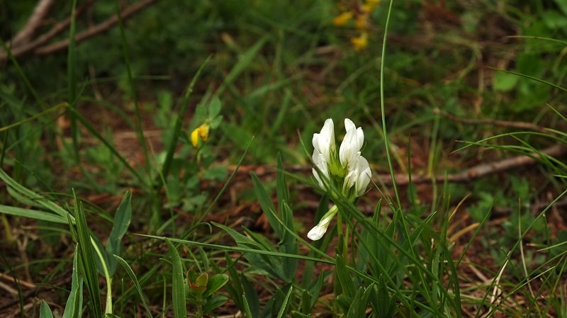 Trifolium alpinum - albino.jpg