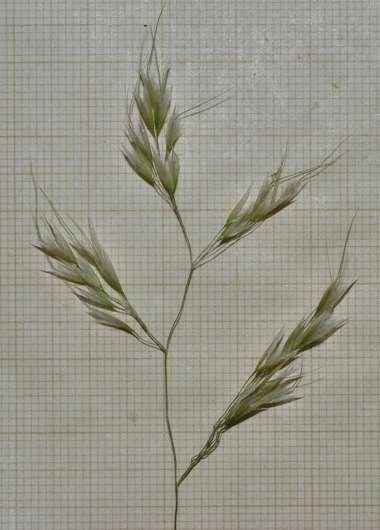 Calamagrostis 5.jpg