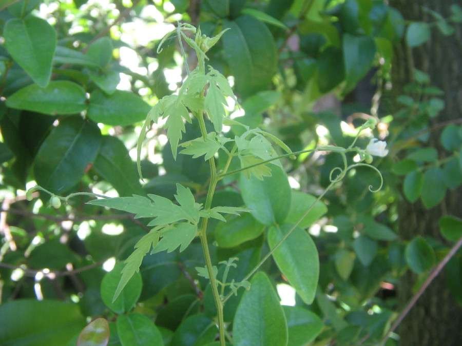 <i>Cardiospermum halicacabum</i> L.