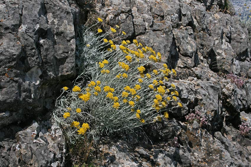 <i>Helichrysum saxatile</i> Moris subsp. <i>saxatile</i>