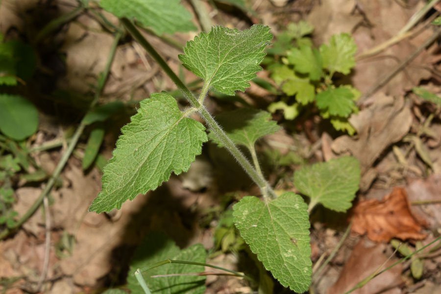 <i>Teucrium siculum</i> (Raf.) Guss. subsp. <i>siculum</i>