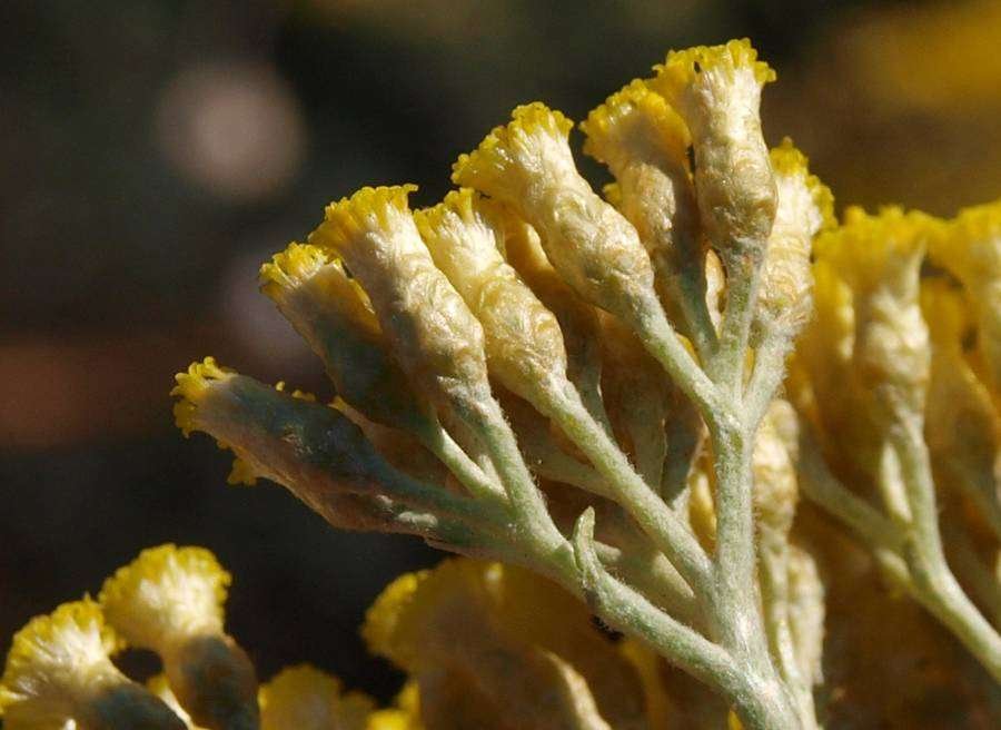 <i>Helichrysum italicum</i> (Roth) G.Don