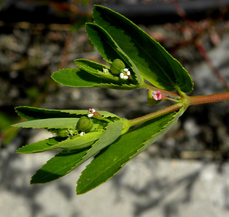 <i>Euphorbia nutans</i> Lag.