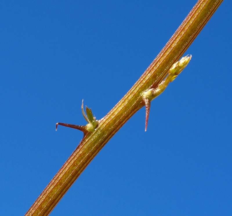 <i>Asparagus aethiopicus</i> L.