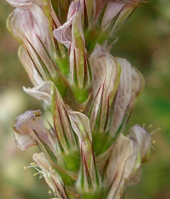 <i>Onobrychis viciifolia</i> Scop.