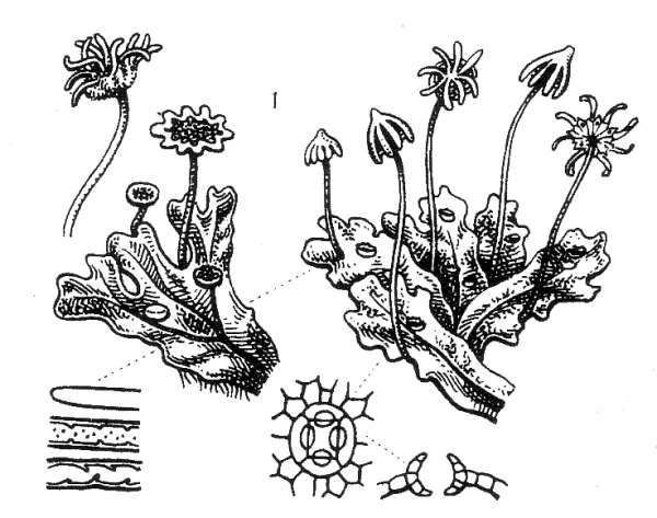 Marchantia polymorpha.jpg