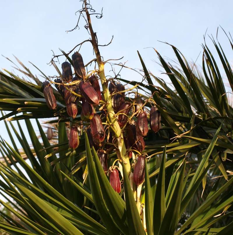 Y2-Yucca aloifolia#-4985-(1)r.jpg