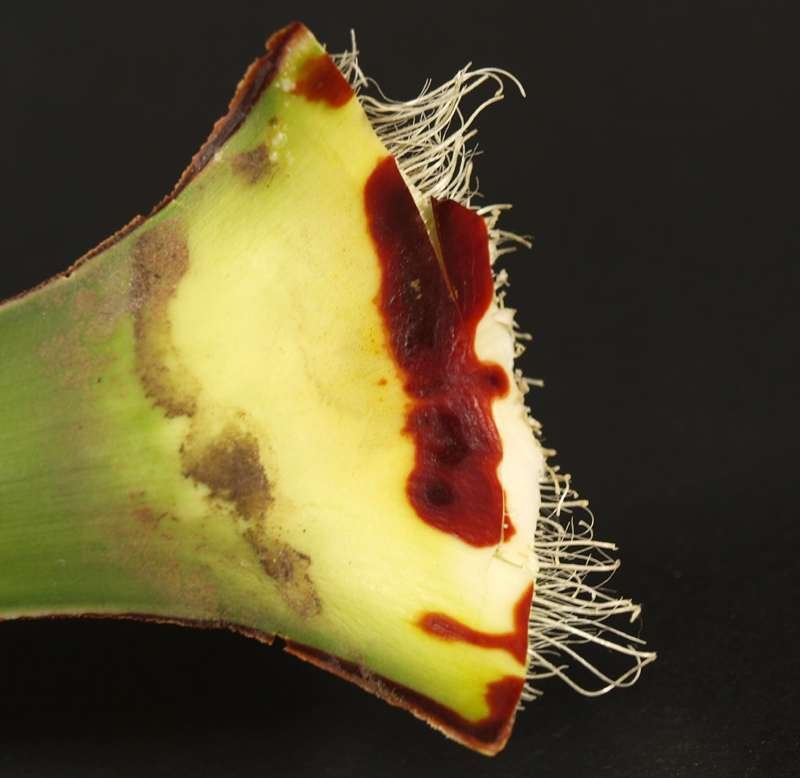 Y4-Yucca aloifolia#-4985- (8).jpg