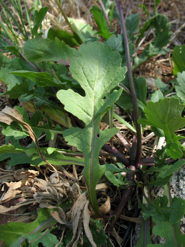 <i>Brassica procumbens</i> (Poir.) O.E.Schulz