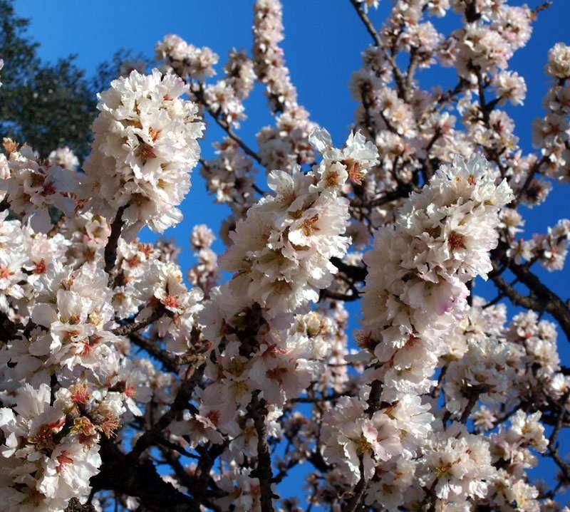 Prunus-dulcis6581-(5)r.jpg