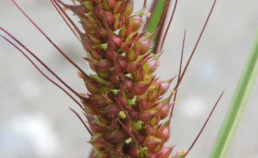 <i>Echinochloa crus-galli</i> (L.) P.Beauv.