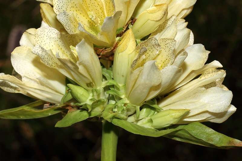 <i>Gentiana burseri</i> Lapeyr. subsp. <i>actinocalyx</i> Polidori