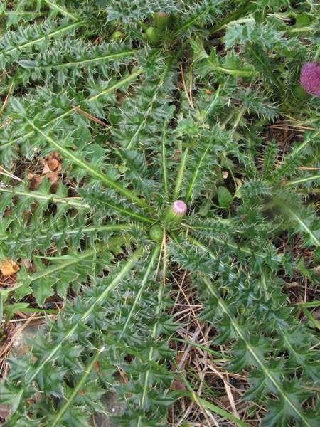 <i>Cirsium acaulon</i> (L.) Scop. subsp. <i>acaulon</i>