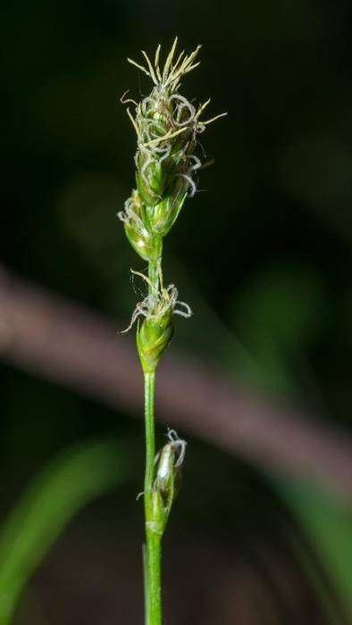 Carex 03.jpg