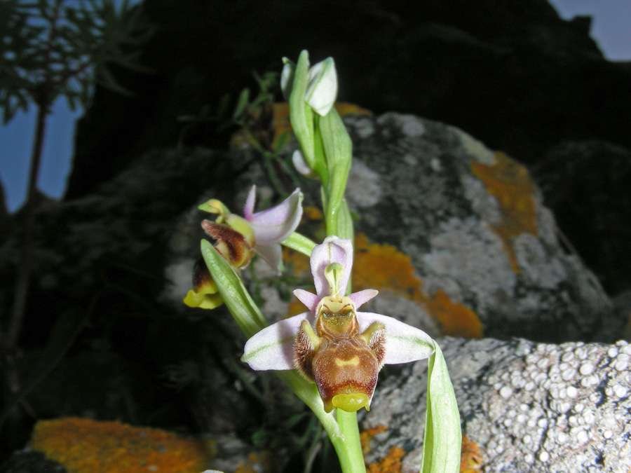 <i>Ophrys scolopax</i> Cav.