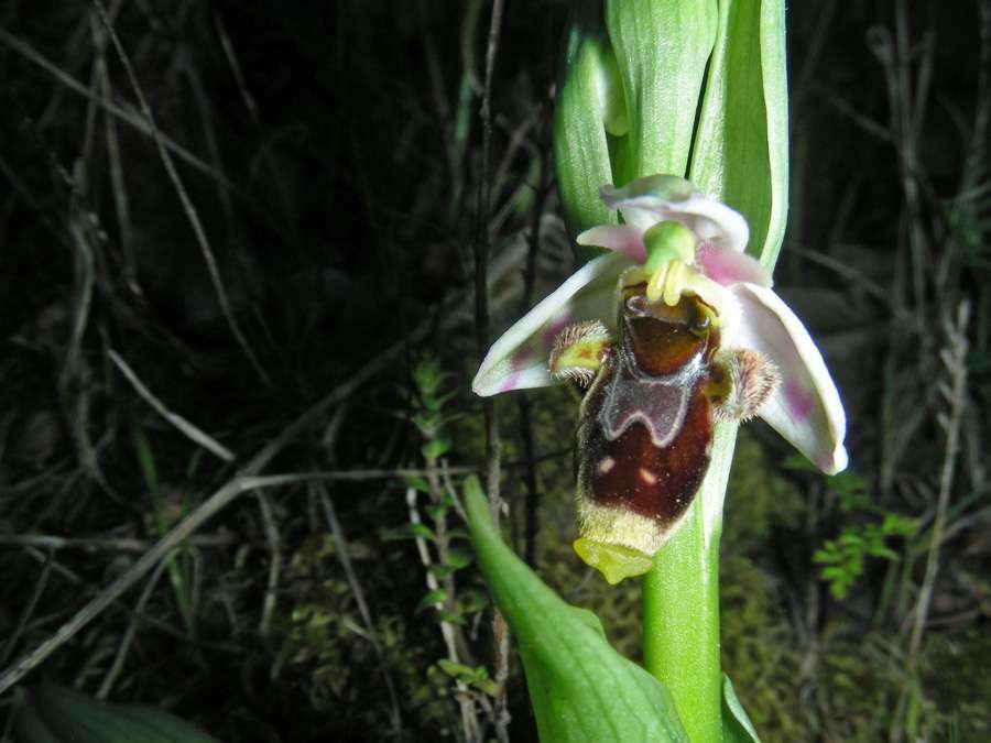 <i>Ophrys scolopax</i> Cav.