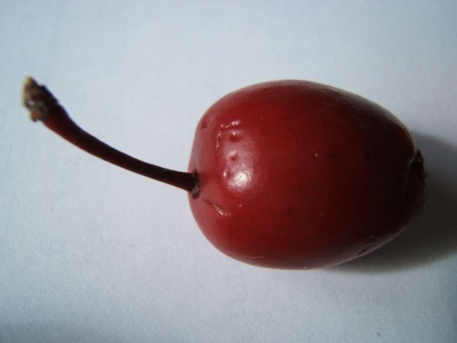 <i>Prunus cerasifera</i> Ehrh.
