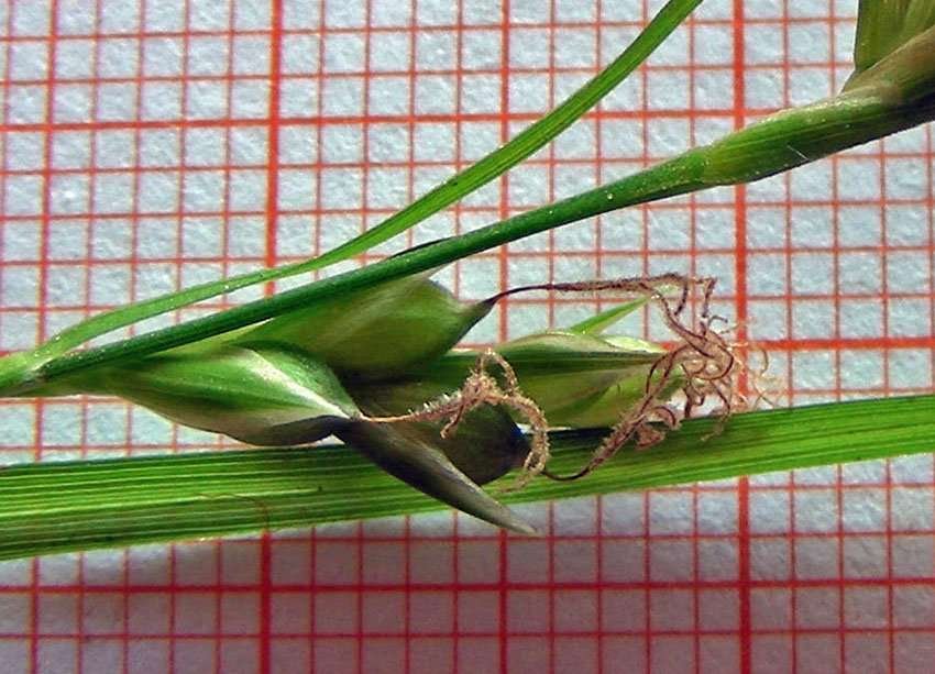 <i>Carex illegitima</i> Ces.