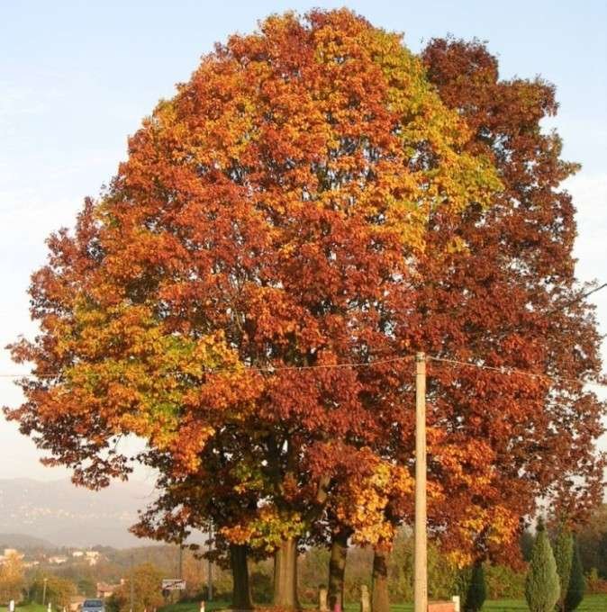 <i>Quercus rubra</i> L.