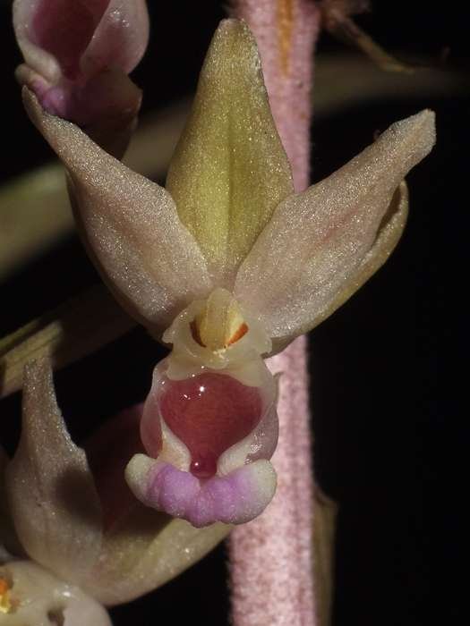 <i>Epipactis purpurata</i> Sm.