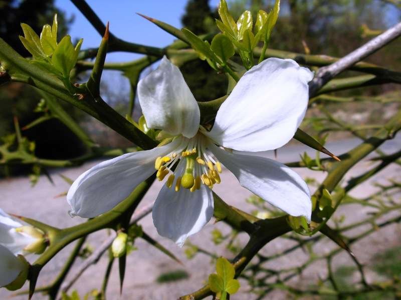 <i>Citrus trifoliata</i> L.