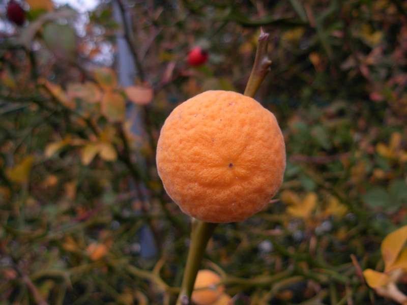 <i>Citrus trifoliata</i> L.