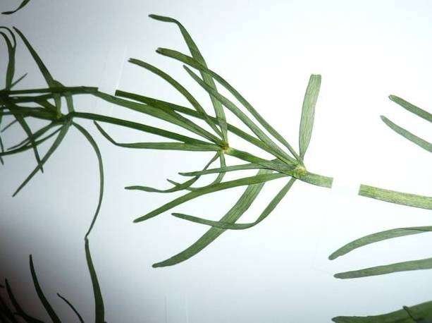 <i>Ranunculus prosseri</i> Dunkel