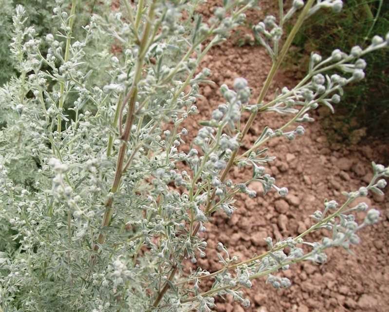 <i>Artemisia pontica</i> L.