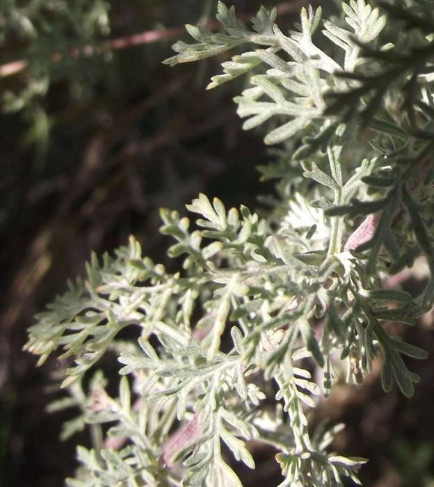 <i>Artemisia pontica</i> L.