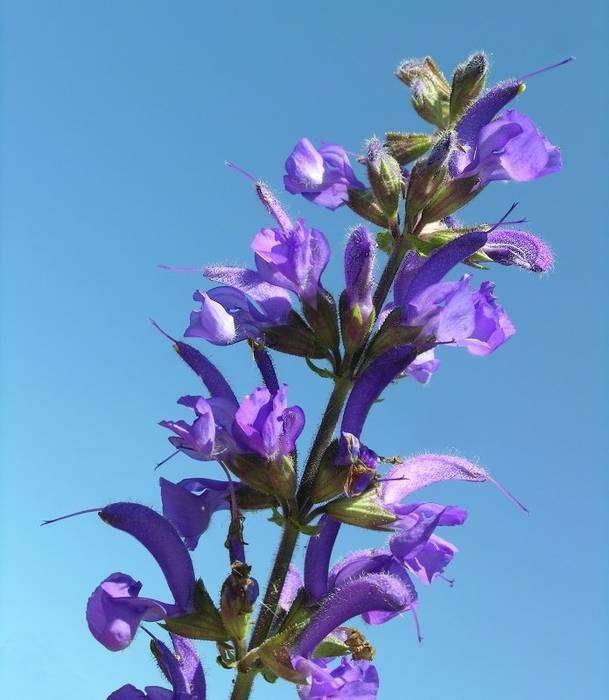 <i>Salvia haematodes</i> L.