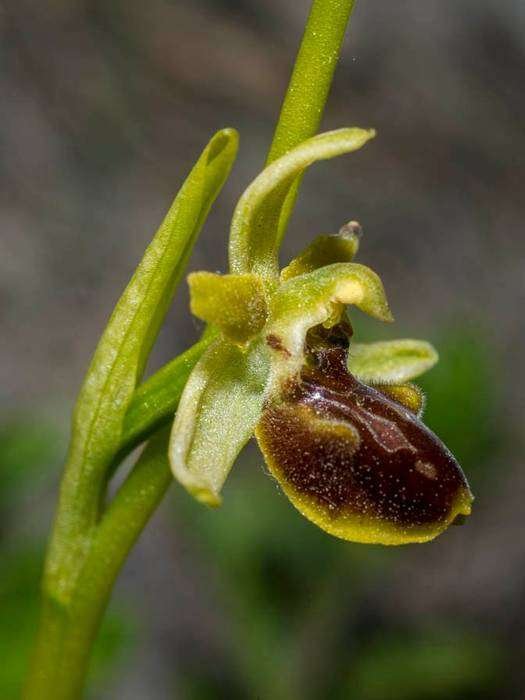 <i>Ophrys litigiosa</i> E.G.Camus
