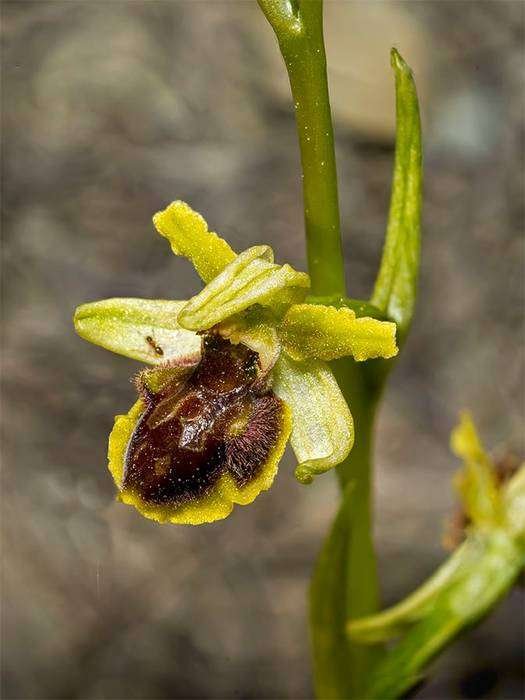 <i>Ophrys litigiosa</i> E.G.Camus