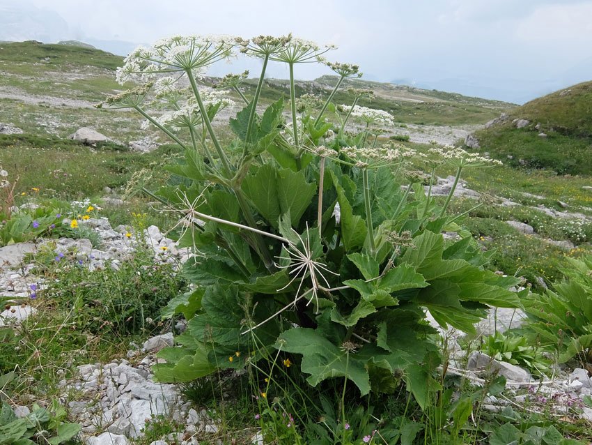 <i>Heracleum pyrenaicum</i> Lam.