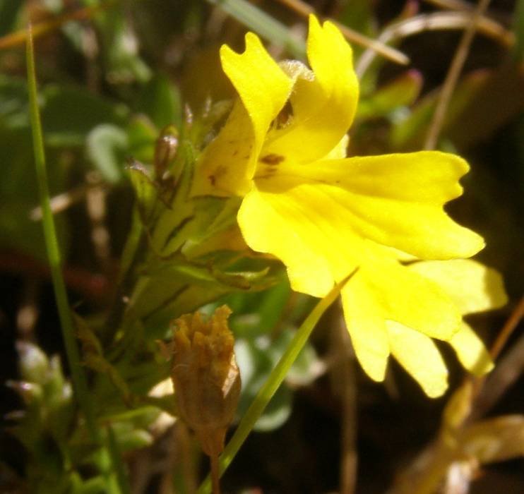 <i>Euphrasia alpina</i> Lam. subsp. <i>christii</i> (Favrat) Hayek