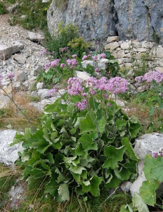 <i>Adenostyles alpina</i> (L.) Bluff & Fingerh. subsp. <i>alpina</i>